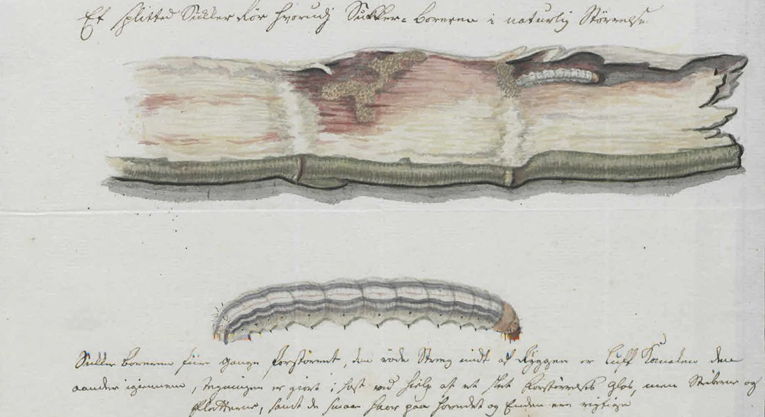A split sugar cane with a natural size sugar worm [Et splitted Sukker Rör hvorudj Sukker-Boreren i naturlig Störrelse], Danish National Archives